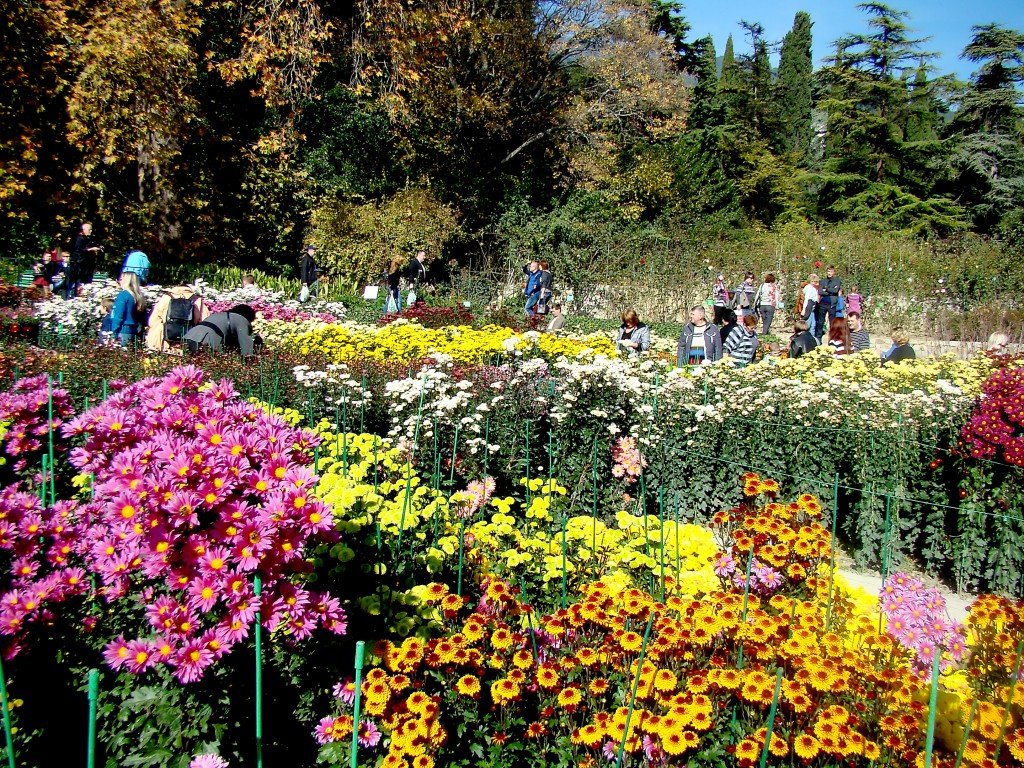 Бал Хризантем